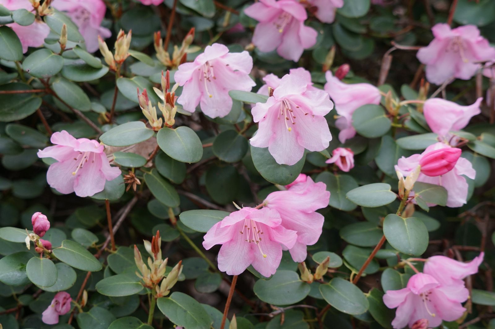 Rododendron williamsianum