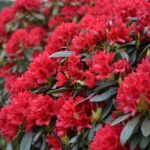rhododendron_blinklicht_1