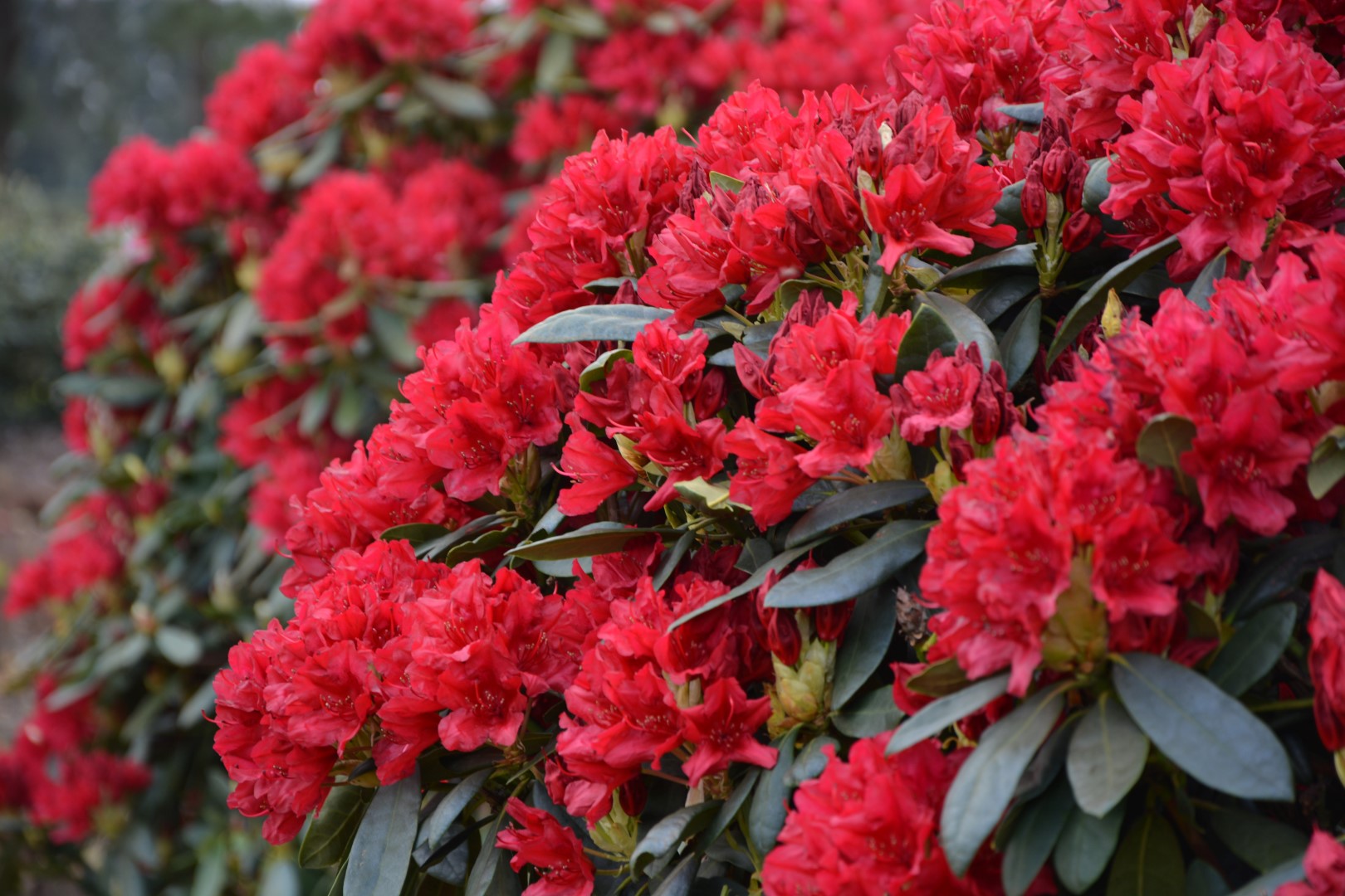 Rododendron ´blinklicht´