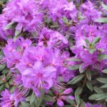 rhododendron_blue_silver