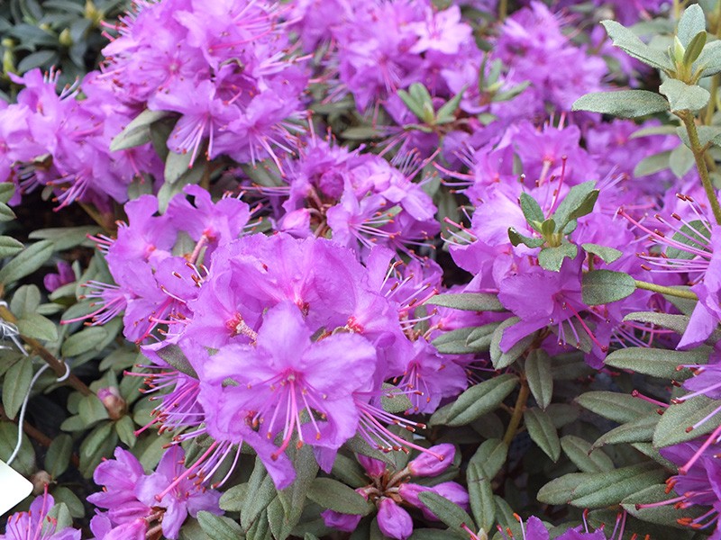 Rododendron hippophaeoides