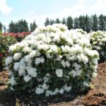 rhododendron_boule_de_neige_7