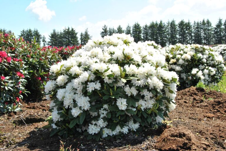 rhododendron_boule_de_neige_7