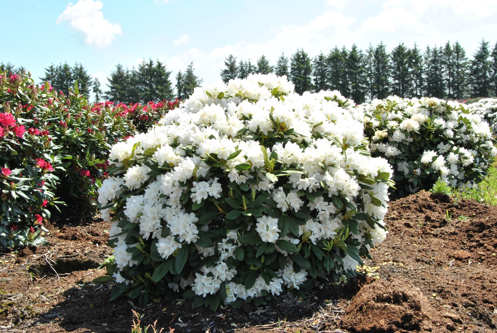 Rododendron ´boule de neige´