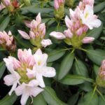 rhododendron_catawbiense_album_3