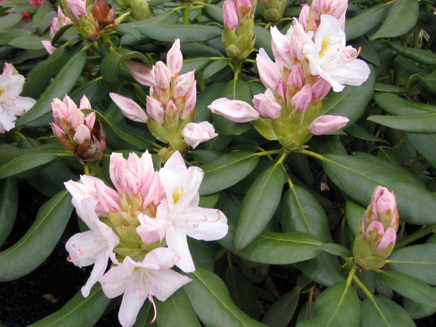 Rododendron ´catawbiense album´