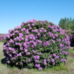rhododendron_catawbiense_boursault_1