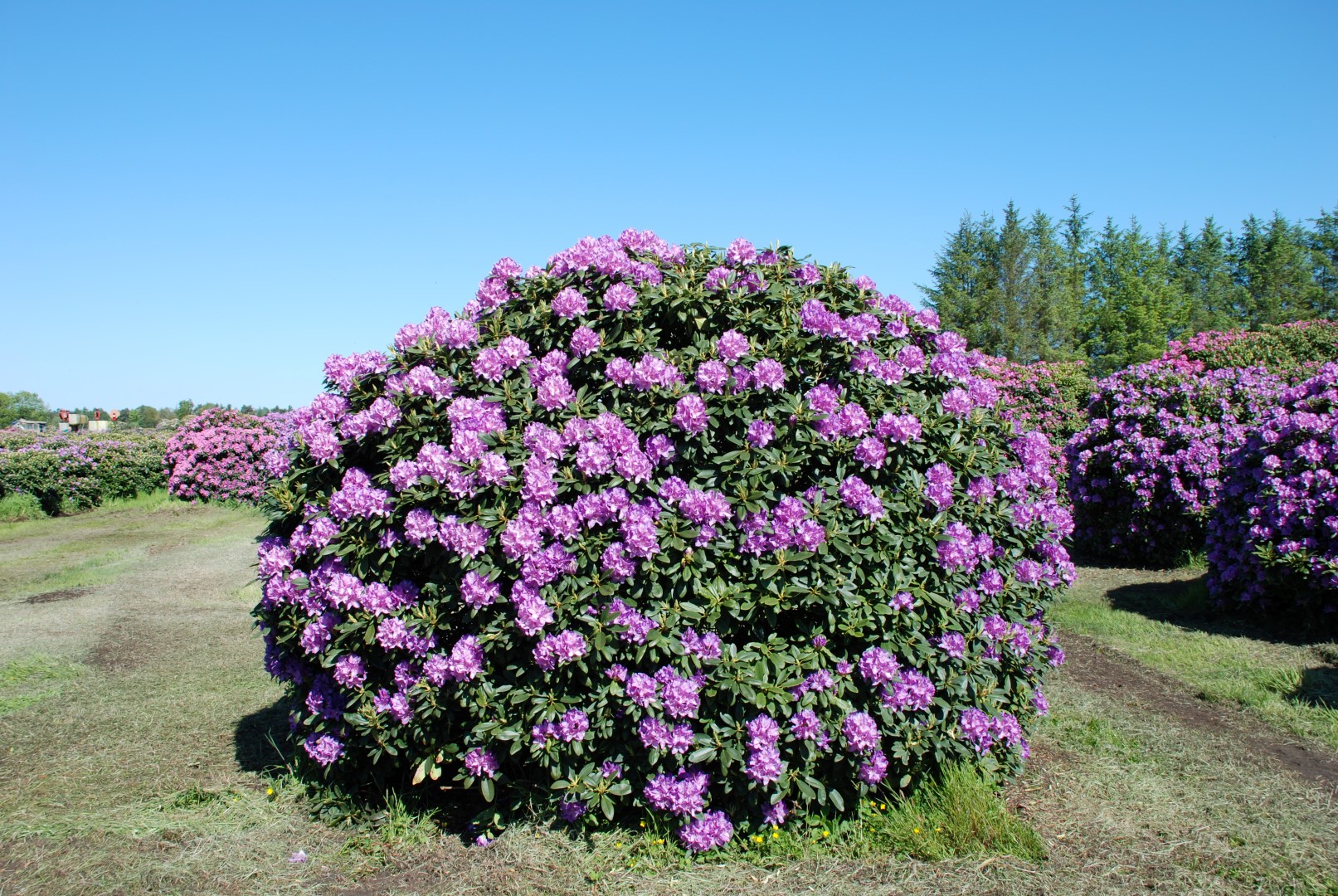 Rododendron ´catawbiense boursault´