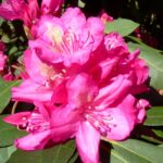 rhododendron_edward_s__rand_2