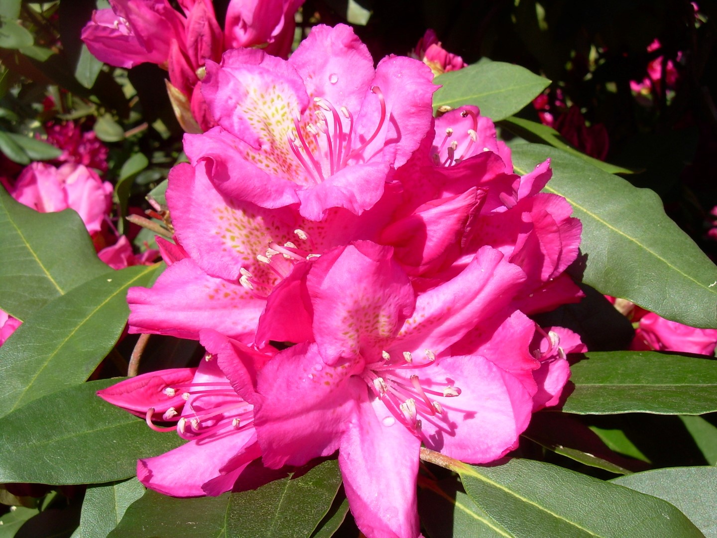 Rododendron ´edward s.rand´