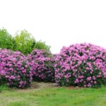 rhododendron_english_roseum_3