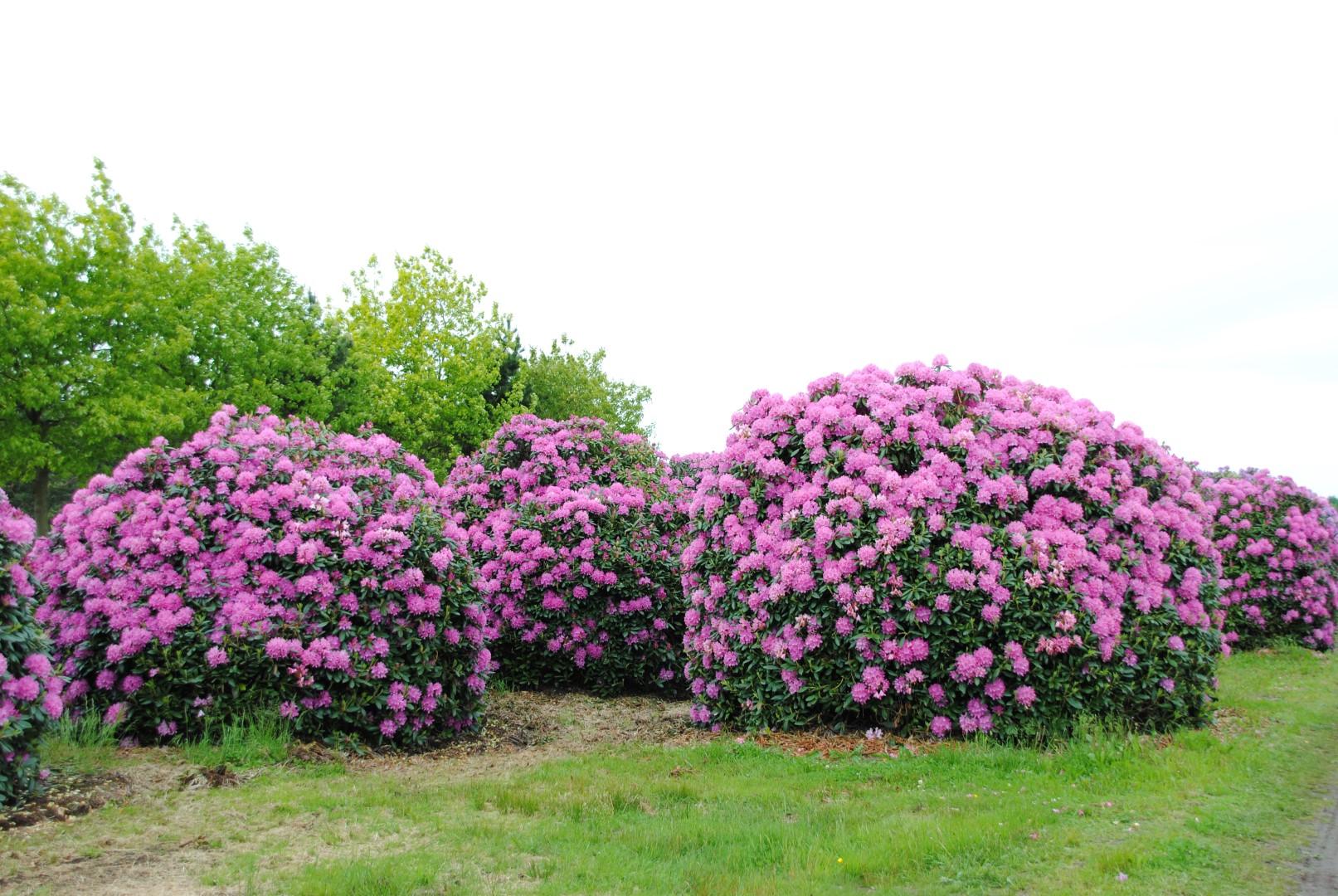 Rododendron ´roseum elegans´