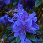 rhododendron_impeditum_violetta_02