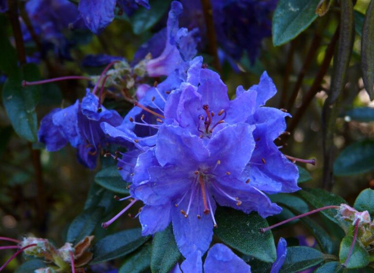 rhododendron_impeditum_violetta_02