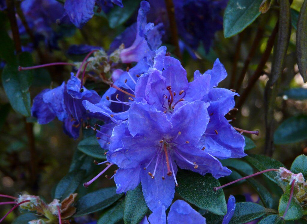 Rododendron ´violeta´