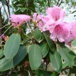 rhodoreoherb3