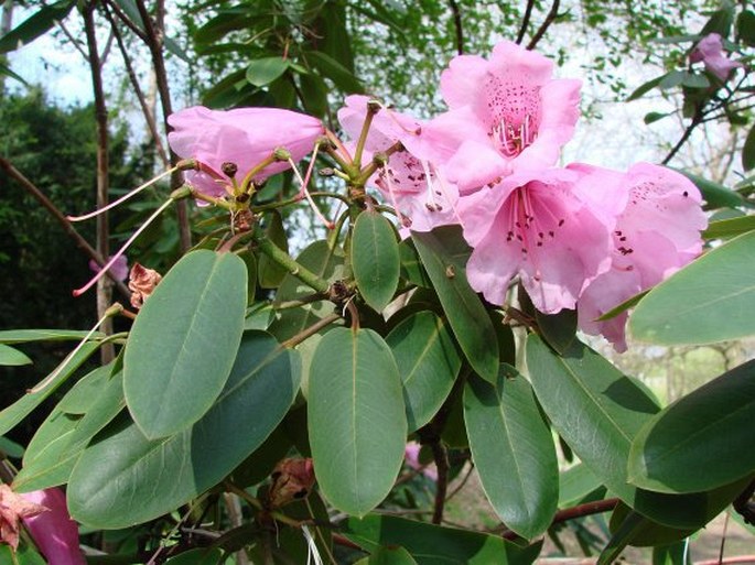 Rododendron oreodoxa