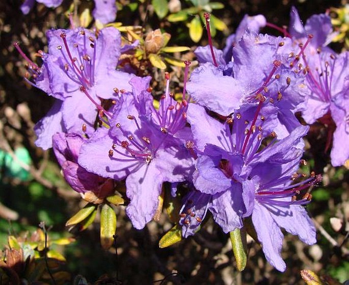 Rododendron tapetiforme