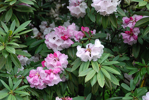 Rododendron pachytrichum