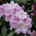 rododendron-album-novum-3642.jpg