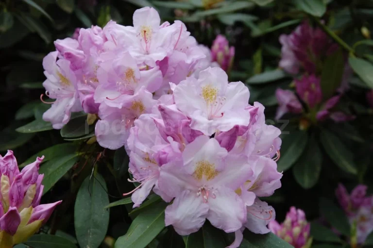 rododendron-album-novum-3642.jpg