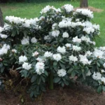 rododendron-alena-3656.jpg
