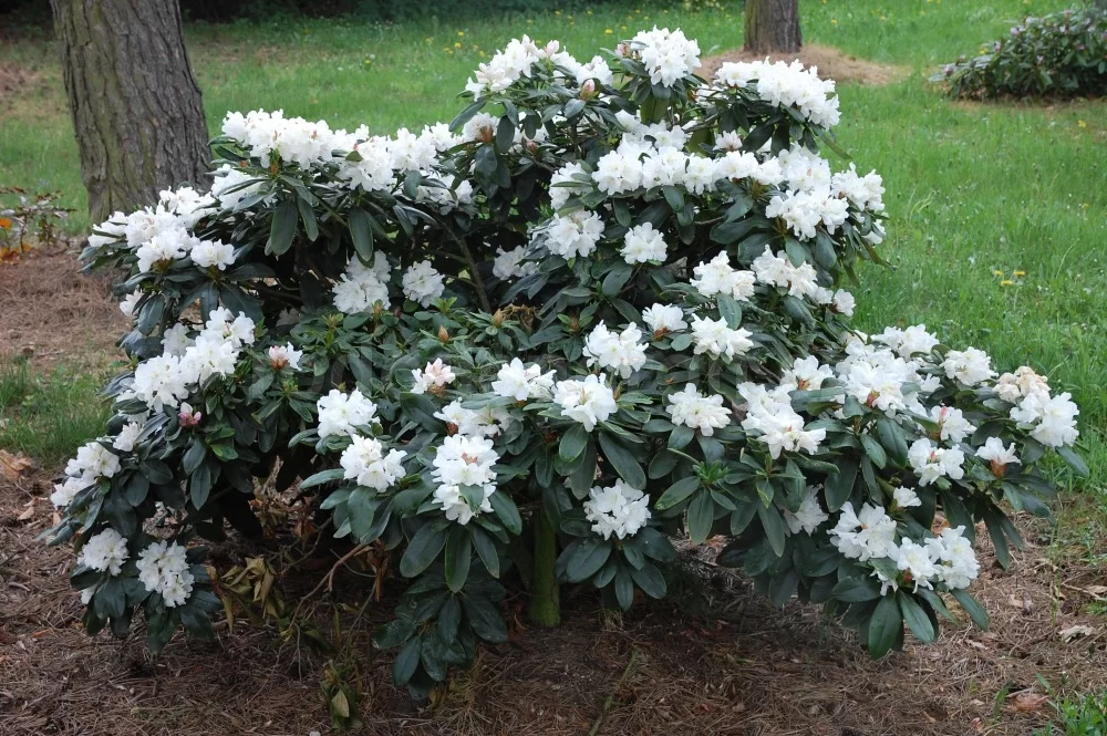 Rododendron ´alena´