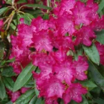rododendron-antonin-dvorak-3767.jpg