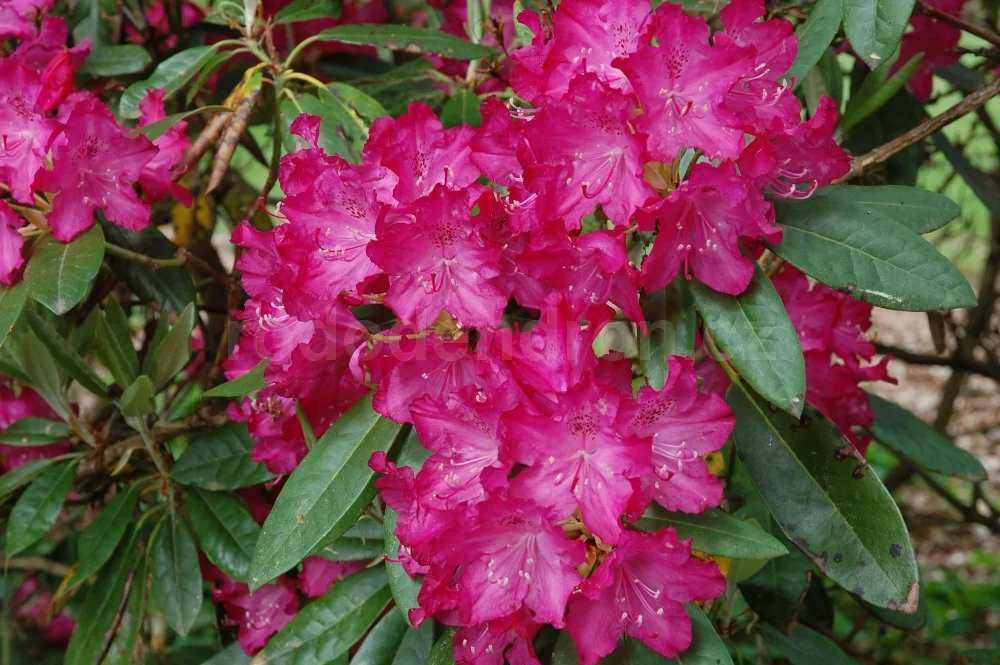 Rododendron ´antonín dvořák´