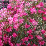 rododendron-bambola-3888.jpg