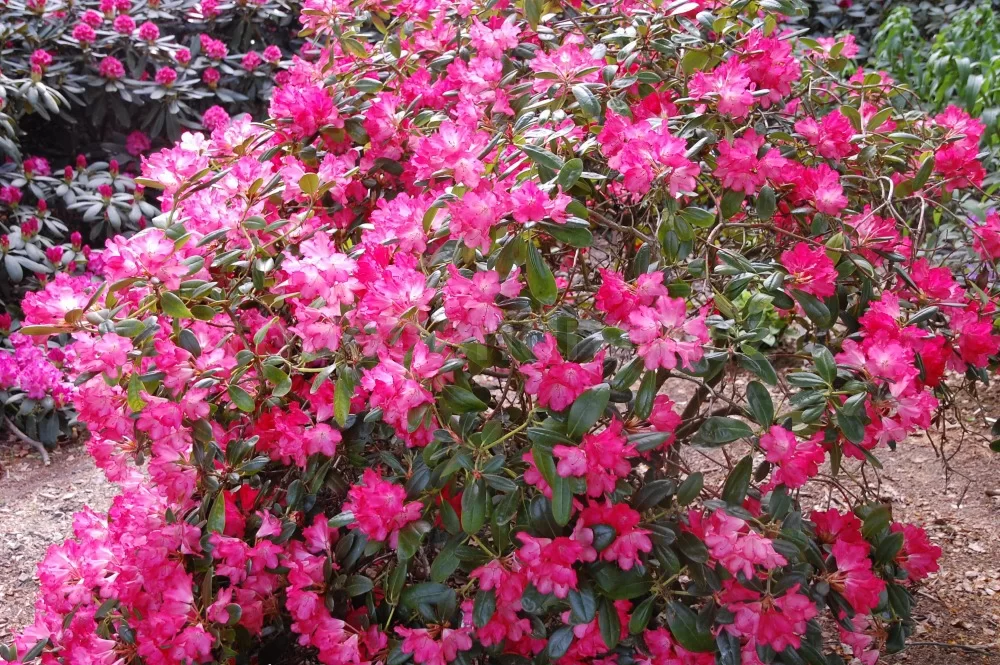Rododendron ´bambola´