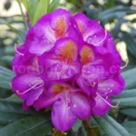 rododendron-blue-bell-4070.jpg