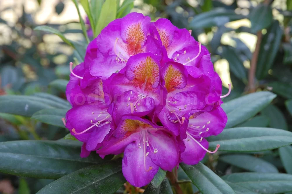 Rododendron ´blue bell´