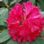 rododendron-don-juan-4639.jpg