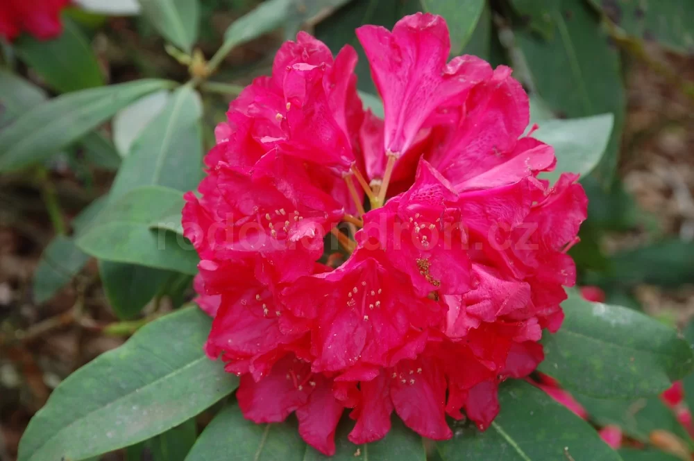 Rododendron ´don juan´