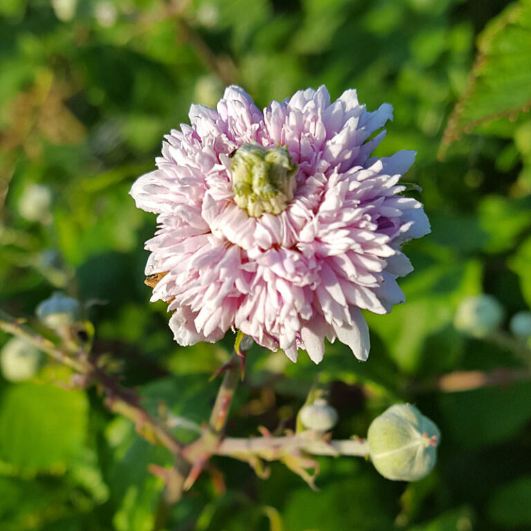 rubusulmbel