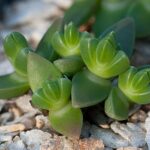 ruschia-pygmaea