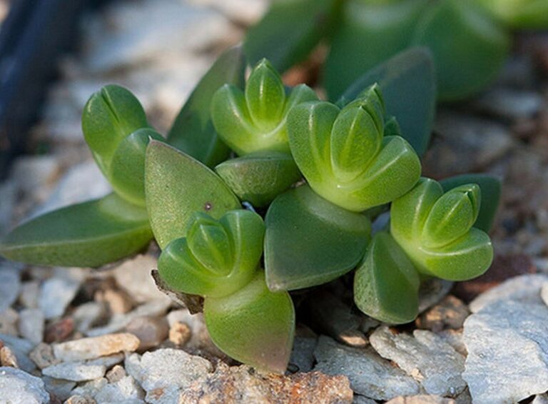 ruschia-pygmaea
