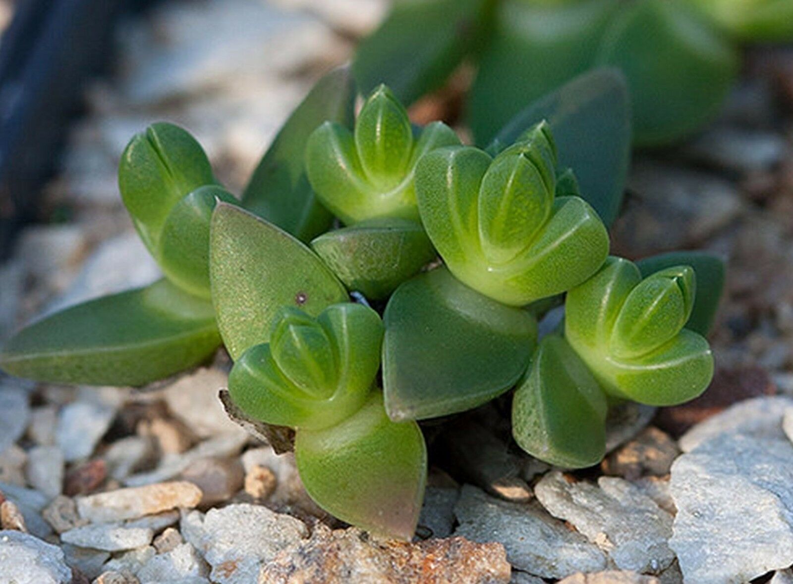 Ruschia pygmaea