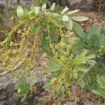 rutaoreherb3