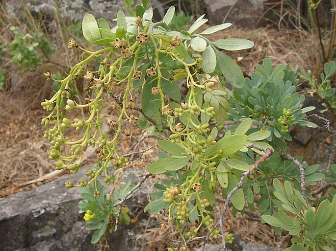 Routa skalní