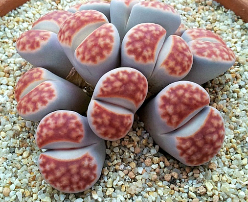 Lithops karasmontana
