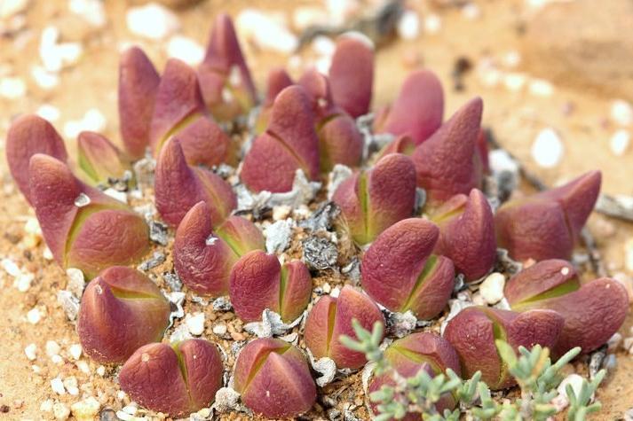 Gibbaeum gibbosum