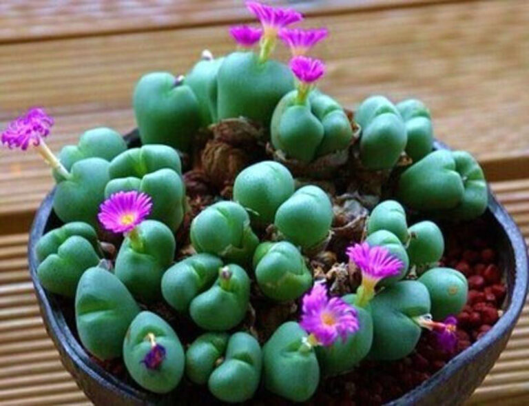Argyroderma framesii s-l1200