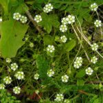 saginaherb1