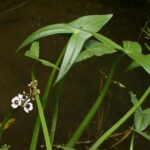 sagitariaherb