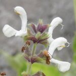 salviabroherb