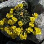 saxferdinandherb1