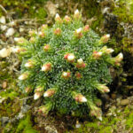 saxifraga-obtusa