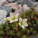 saxifraga_aleutica